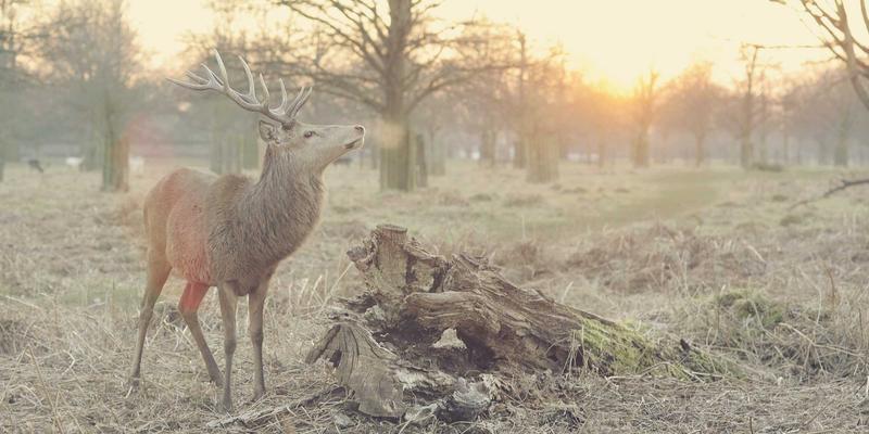 婚姻修复指南：情感咨询如何帮助伴侣建立健康的个人边界与共同空间