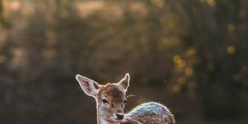 当爱成长：为什么婚前情感咨询是新时代婚恋服务的明智投资