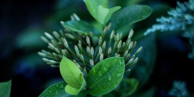 当爱成长：跨越文化差异的情感咨询与心理辅导之道